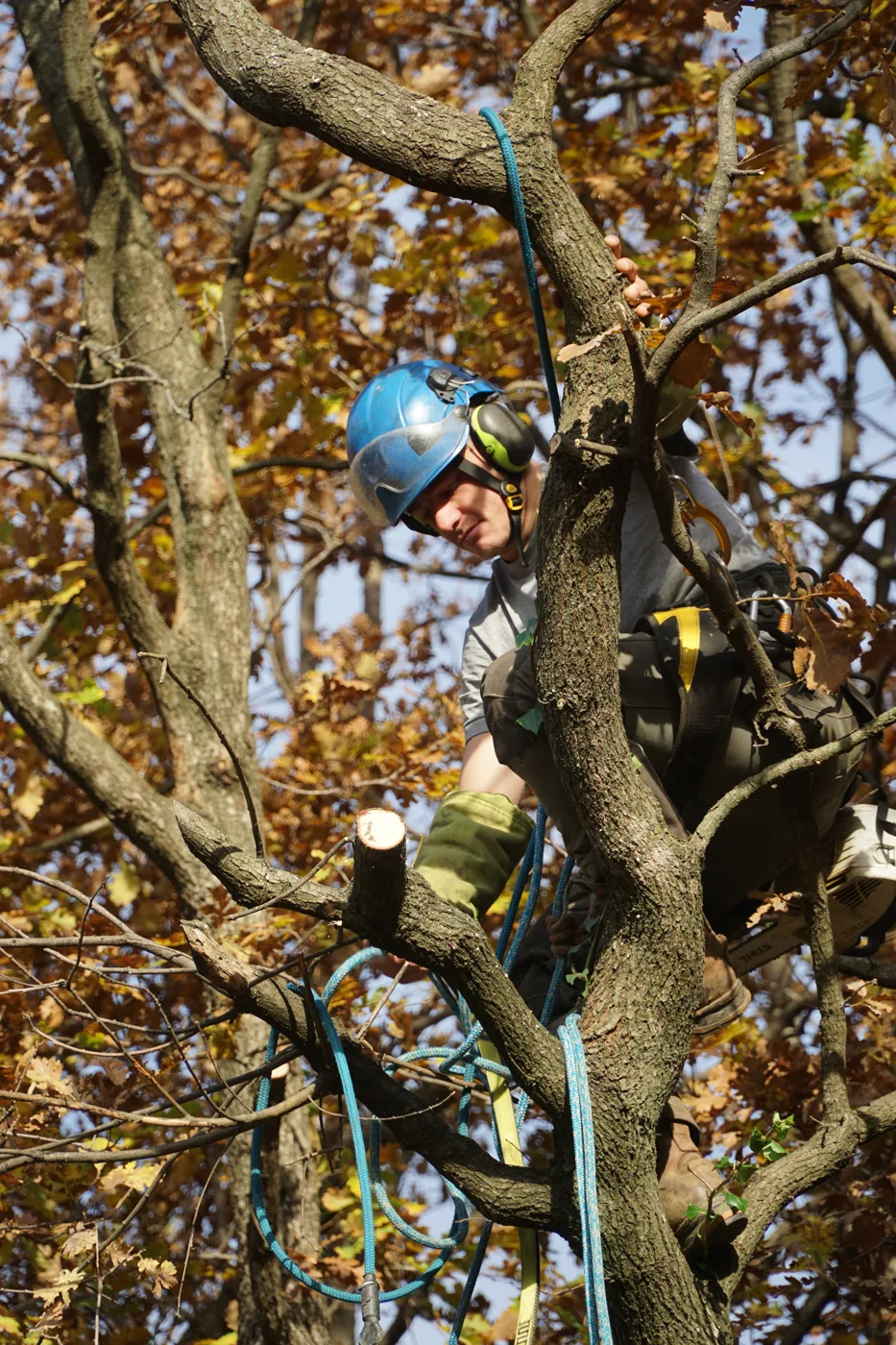 Arboriste grimpeur réalisant une taille douce